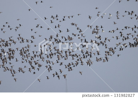 A flock of great tit geese in flight A flock of great tit geese in flight 131982827