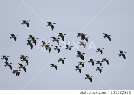 A flock of Great Tit Geese in a landing position A flock of Great Tit Geese in a landing position 131982828
