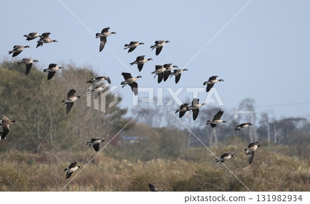 A flock of Great Tit Geese in a landing position A flock of Great Tit Geese in a landing position 131982934