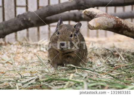 In the Degu's line of sight In the Degu's line of sight 131983381