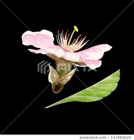 Sakura flower, green leaf watercolor set isolated on black. Soft petals, gentle color gradients, a light, elegant floral design, perfect for spring patterns, wedding decor, greeting cards, branding. 131983628