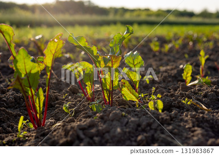Bright green beets with red stems are emerging from the rich soil in a sunny agricultural field under warm sunlight 131983867