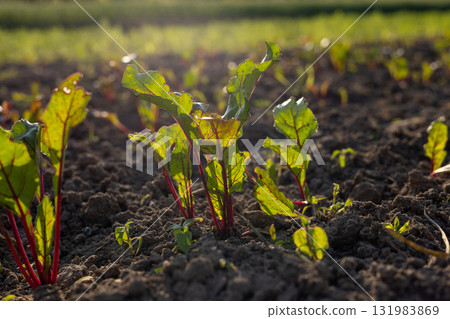 Small beet plants are sprouting from dark, rich soil, illuminated by warm sunlight in a vibrant farming environment Small beet plants are sprouting from dark, rich soil, illuminated by warm sunlight in a vibrant farming environment 131983869