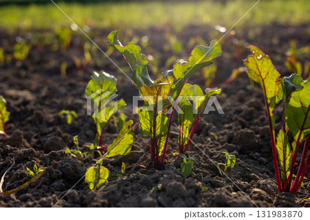 Young beet plants thrive in fertile soil as sunlight enhances their green leaves, showcasing healthy growth in a vibrant farming area Young beet plants thrive in fertile soil as sunlight enhances their green leaves, showcasing healthy growth in a vibrant farming area 131983870
