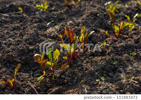 Young beet plants with vibrant leaves thrive in well-tilled soil, receiving sunlight in a farm garden on a clear day 131983872