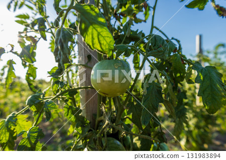 Green tomatoes are developing on the vine amidst lush leaves in a vibrant garden under bright sunlight, showcasing agricultural growth Green tomatoes are developing on the vine amidst lush leaves in a vibrant garden under bright sunlight, showcasing agricultural growth 131983894