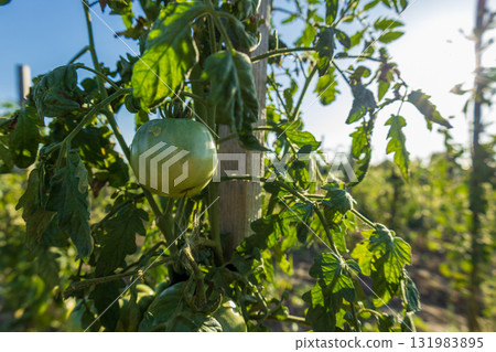 Green tomatoes grow on plants, surrounded by lush leaves in a sunlit garden field during the harvest season Green tomatoes grow on plants, surrounded by lush leaves in a sunlit garden field during the harvest season 131983895