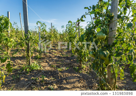 Rows of tomato plants stand tall in a garden field, showing ripe produce ready for harvest on a sunny day 131983898