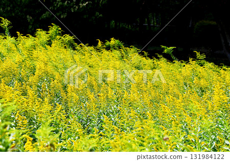 Seiitakahawadanchi So（高泡沫成長） 131984122