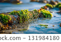 Fishing net covered with seaweed in shallow coastal water, concept of sustainable aquaculture and marine environment 131984180