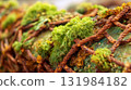 Rusty sea net covered with green and brown algae, concept of coastal ecology and ocean biodiversity 131984182