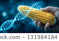 A hand holds corn with a glowing DNA helix, a concept of genetic engineering, biotechnology and GMO agriculture. 131984184