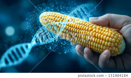 A hand holds corn with a glowing DNA helix, a concept of genetic engineering, biotechnology and GMO agriculture. A hand holds corn with a glowing DNA helix, a concept of genetic engineering, biotechnology and GMO agriculture. 131984184