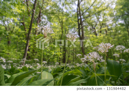 Wild Garlic Flowers Forest Springtime - A view of white wild garlic flowers blooming in a lush green forest during springtime. 131984482