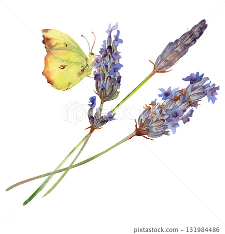 Lavender lavandula flower sprigs stalks stems with yellow butterfly. Isolated botanical illustration hand drawn in watercolor. Garden themes, nature floral print, herbal decor, spa bath aromatherapy. 131984486