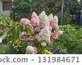 A paniculate hydrangea bush in the garden in close-up. 131984671
