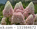 A paniculate hydrangea bush in the garden in close-up. 131984672