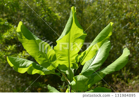 Magnolia macrophylla leaf pattern 131984895