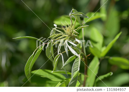 Miyagino Hagi 131984937