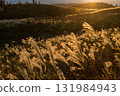 A field of silver grass shining in the setting sun 131984943