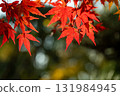 Bright red autumn leaves and blurred background 131984945