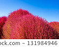 Bright red kochia and blue sky 131984946