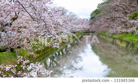 the reflection of river and pond around the Hirosaki park, the sakura tree during Hirosaki Cherry Blossom Festival the reflection of river and pond around the Hirosaki park, the sakura tree during Hirosaki Cherry Blossom Festival 131985166