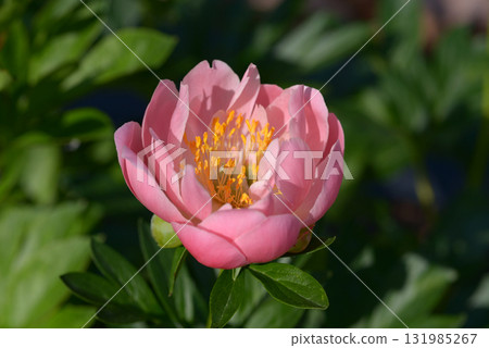 粉紅色夏威夷珊瑚牡丹 131985267