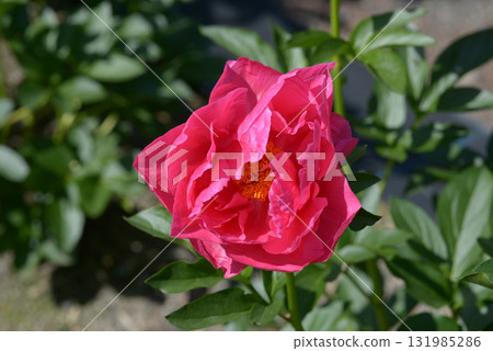 葆拉·費伊·牡丹 131985286