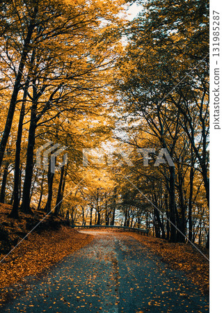 High Orange Trees Over The Road In The Forest High Orange Trees Over The Road In The Forest 131985287