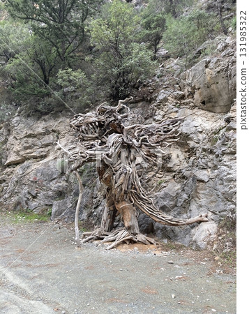 Unusual sculpture of branches and roots of a tree on a ladder in the mountains goynuk canyon Unusual sculpture of branches and roots of a tree on a ladder in the mountains goynuk canyon 131985322