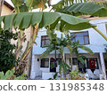 A banana palm tree on which small bananas grow near a house in Turkey 131985348