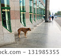 stray dog on the street in Turkey 131985355