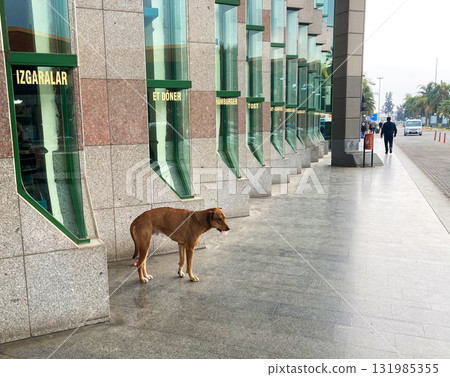 stray dog on the street in Turkey 131985355