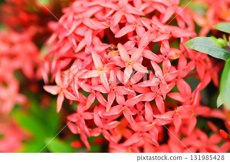 Ixora chinensis Lamk, Ixora spp or Zephyranthes or West Indian Jasmine or red Ixora 131985428