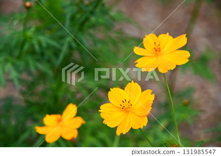 Kibana cosmos (yellow flowers fall cherry blossoms) 131985547