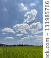 Rice fields, summer sky and white clouds 131985766