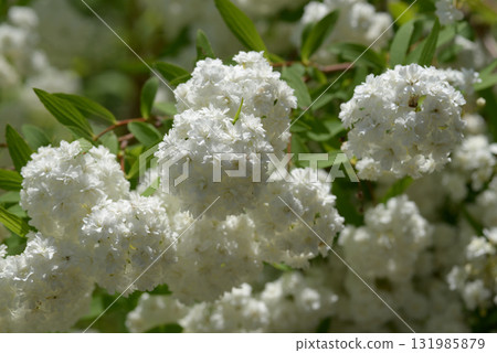 Yae的Kodemari Yae的Kodemari 131985879
