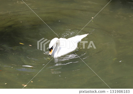 岡山縣倉敷美觀郡 岡山縣倉敷美觀郡 131986183