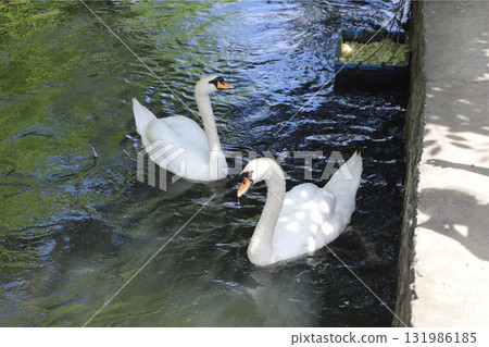 岡山縣倉敷美觀郡 131986185