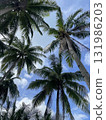 Tropical palm trees and blue sky 131986203