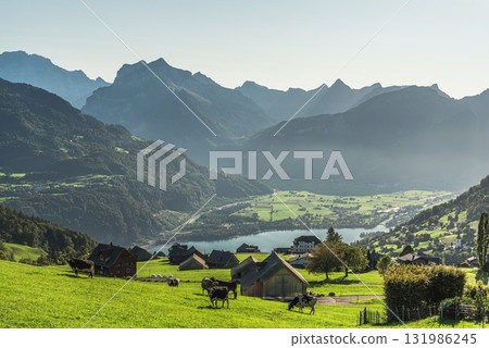Alpine landscape overlooking Lake Walensee near Amden, Canton of St. Gallen, Switzerland 131986245