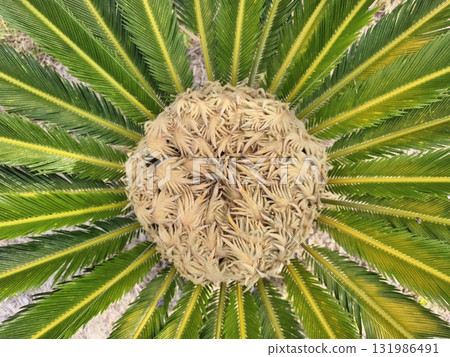 A striking top view of a cycad plant showcasing its vibrant leaves and distinct center cone A striking top view of a cycad plant showcasing its vibrant leaves and distinct center cone 131986491