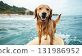 Playful golden retriever enjoys on surfboard surfing on the ocean and sea on sunny beach 131986952