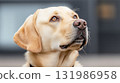 Cute Adorable Labrador Retriever radiates joy and happiness looking on the sky in natural garden park 131986958