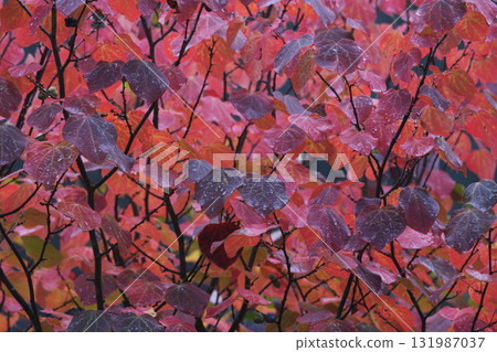 下雨天,丸木樹的秋葉呈現出美麗的紅色色調 下雨天,丸木樹的秋葉呈現出美麗的紅色色調 131987037