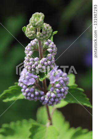 Purple dangiku flowers blooming in the autumn garden 131987293