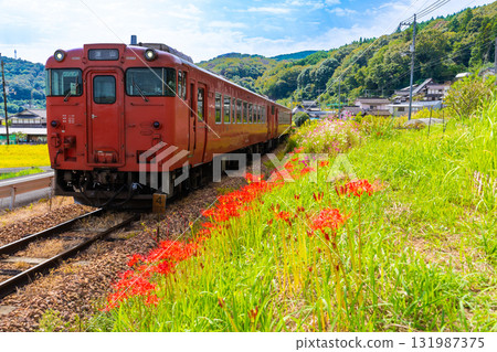 秋花爛漫的津山線,開往津山車站的普通列車緩緩駛過。岡山縣岡山市北區。 秋花爛漫的津山線,開往津山車站的普通列車緩緩駛過。岡山縣岡山市北區。 131987375