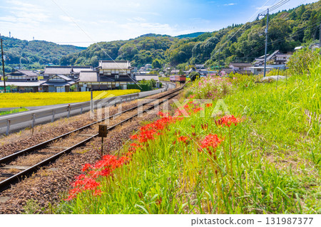 The tourist train SAKUBISAKURAKU1 bound for Tsuyama Station runs along the Tsuyama Line, surrounded by autumn flowers. Kita-ku, Okayama City, Okayama Prefecture The tourist train SAKUBISAKURAKU1 bound for Tsuyama Station runs along the Tsuyama Line, surrounded by autumn flowers. Kita-ku, Okayama City, Okayama Prefecture 131987377