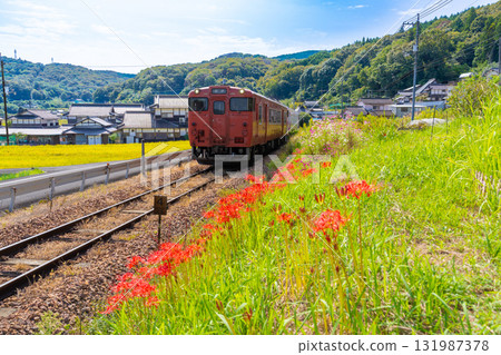 開往津山站的觀光列車「SAKUBISAKURAKU 2」沿著津山線行駛，周圍被秋花環繞。岡山縣岡山市北區 131987378
